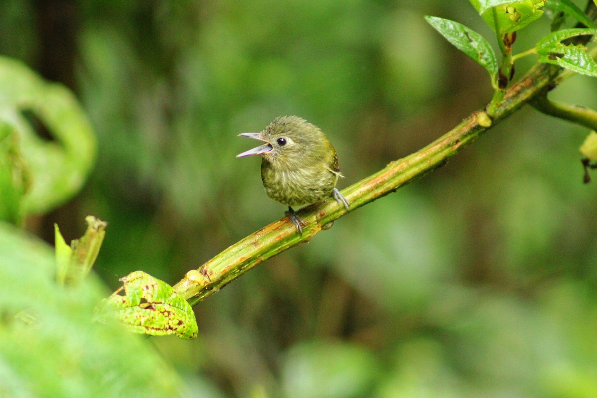 Olive-striped Flycatcher - ML643519966