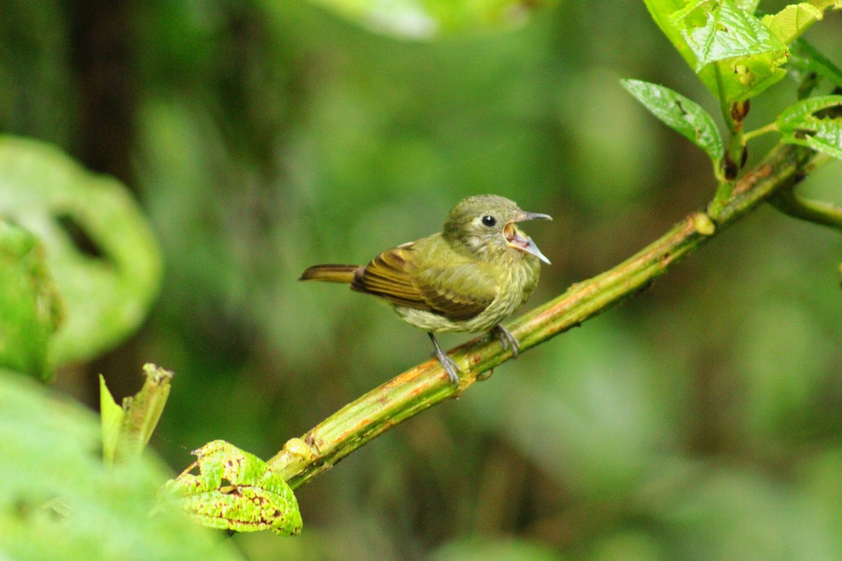 Olive-striped Flycatcher - ML643519967