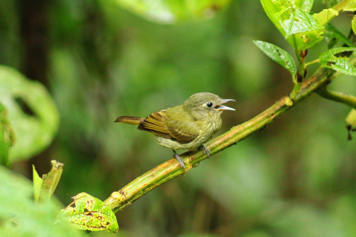 Olive-striped Flycatcher - ML643519968