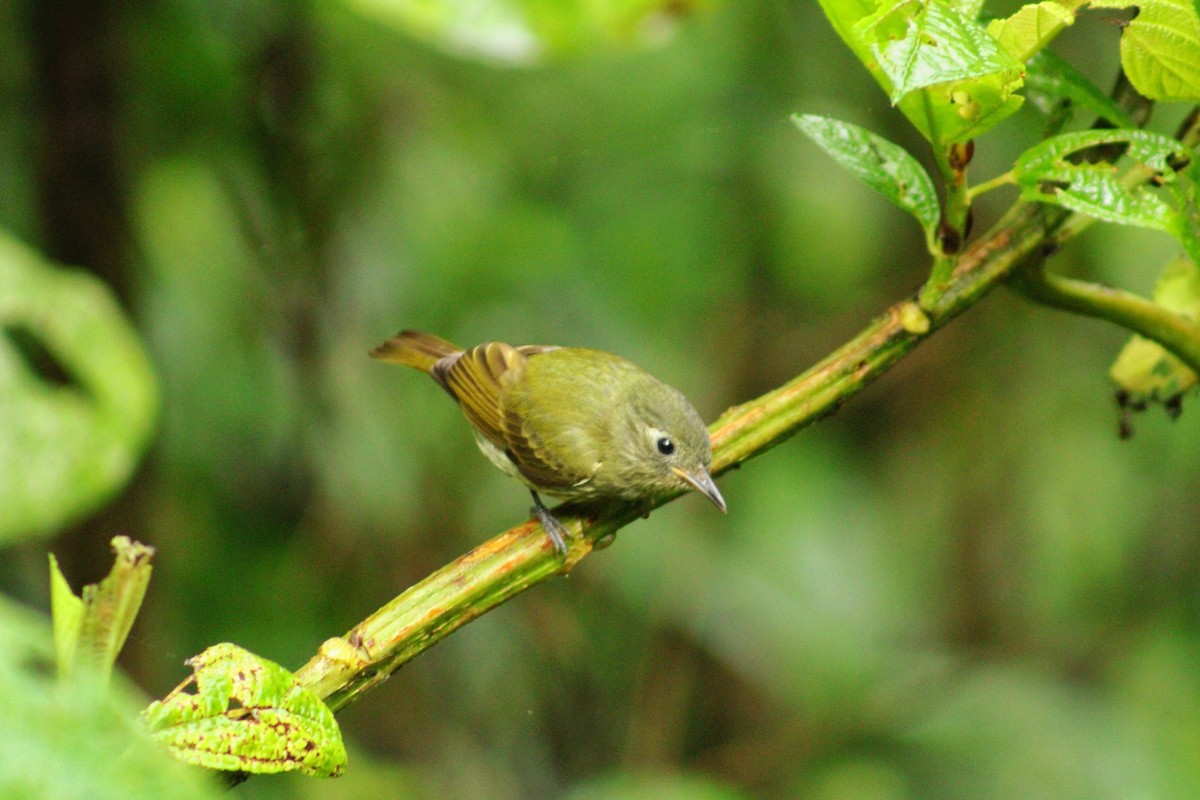 Olive-striped Flycatcher - ML643519969