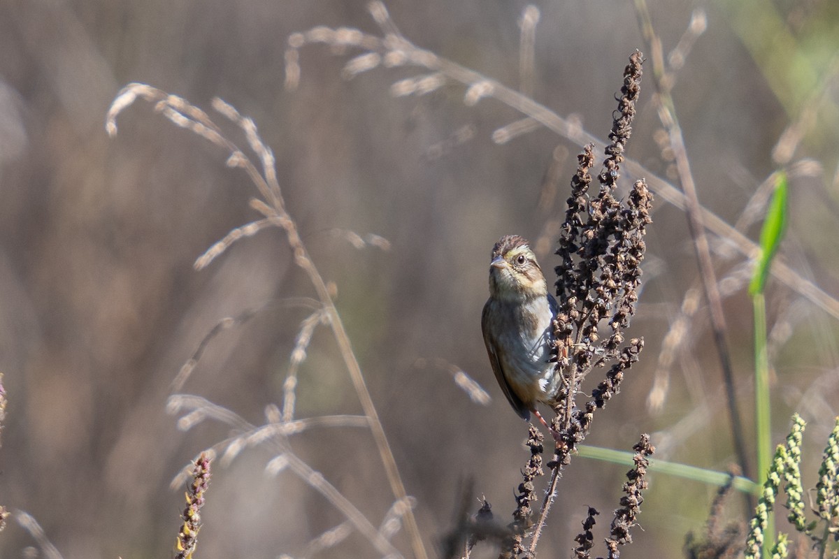 Swamp Sparrow - ML643519970
