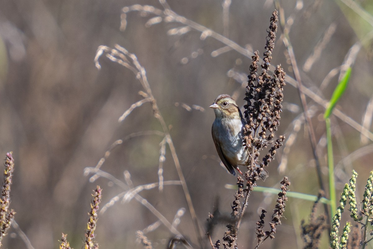 Swamp Sparrow - ML643519971