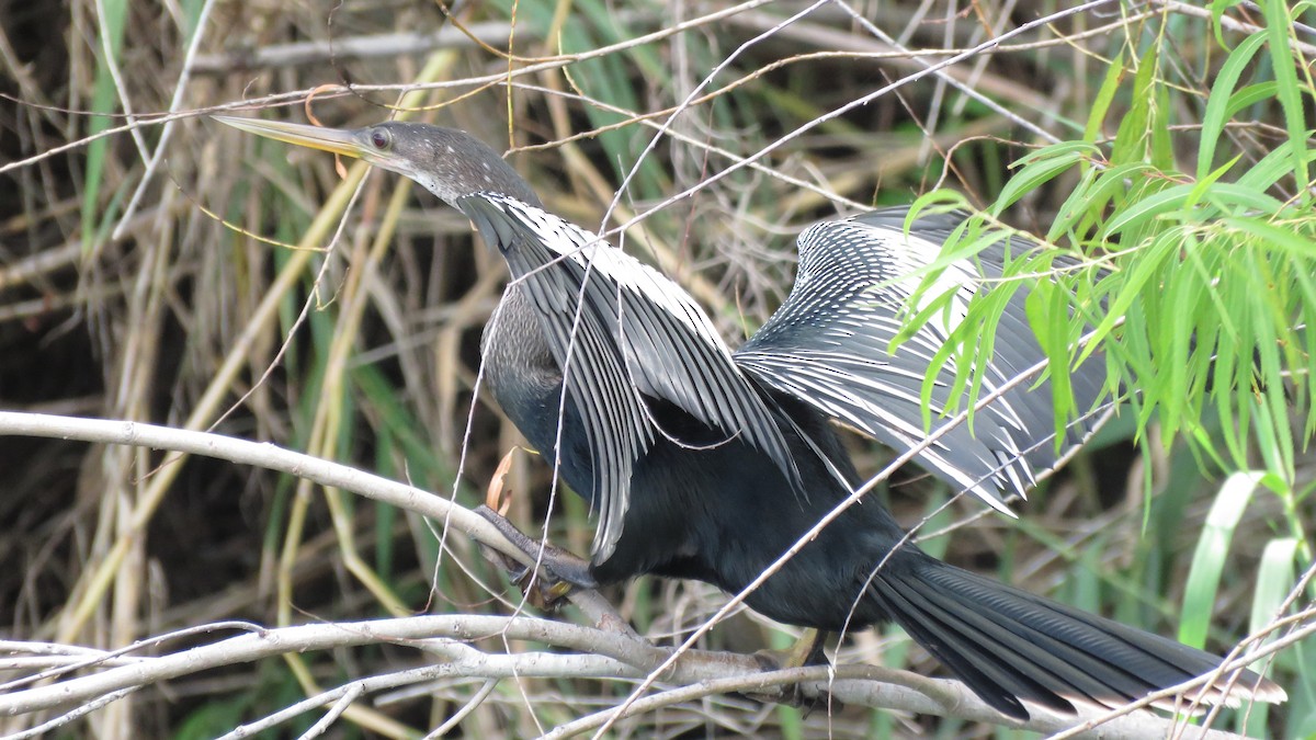 Anhinga - ML643519980