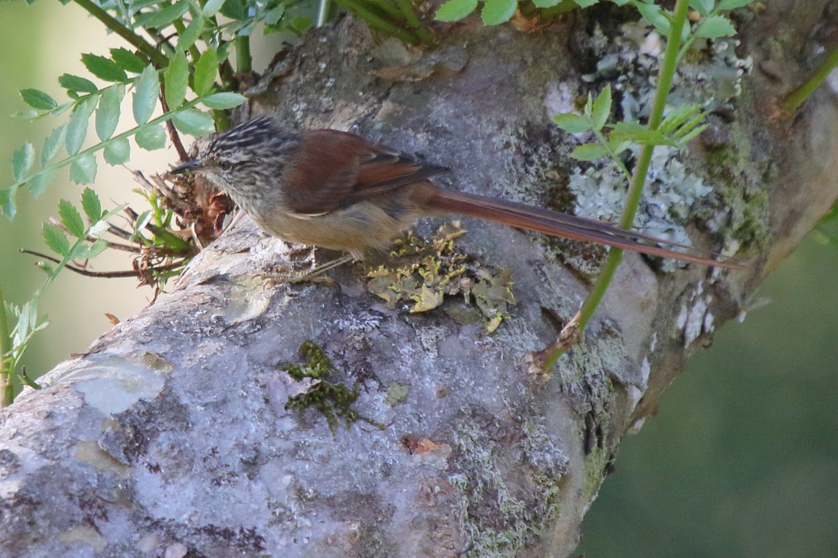 Araukarya Makaskuyruğu - ML643519982
