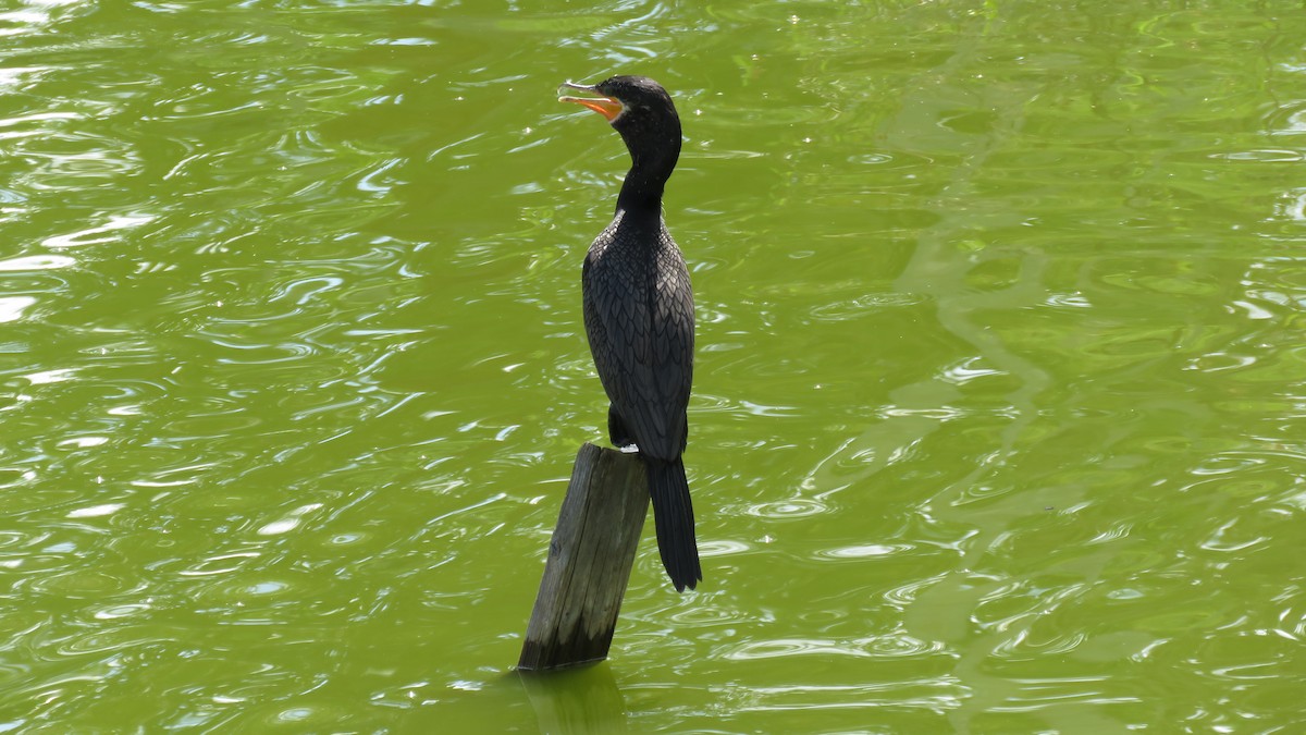 Neotropic Cormorant - ML643519986