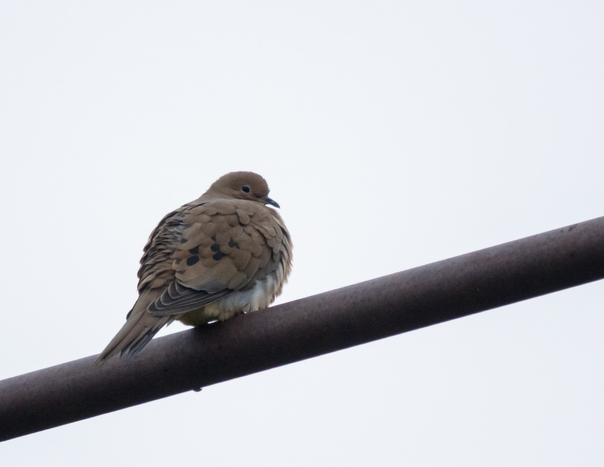Mourning Dove - ML643519998