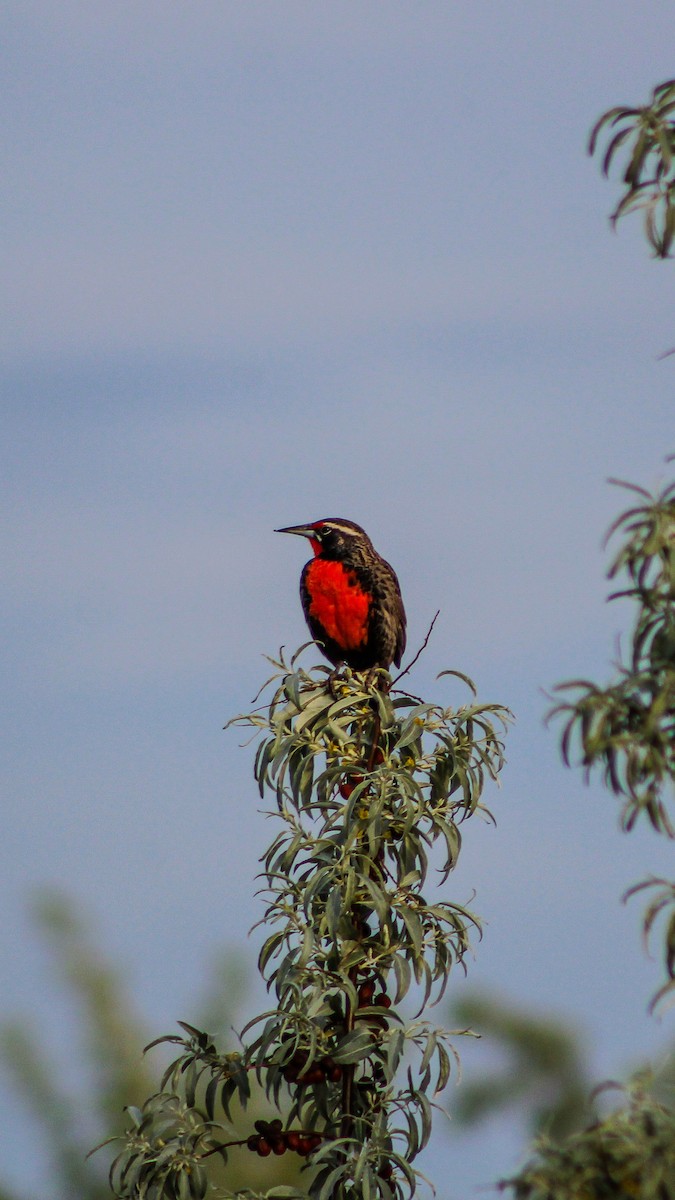 Long-tailed Meadowlark - Lisandro Tosoni