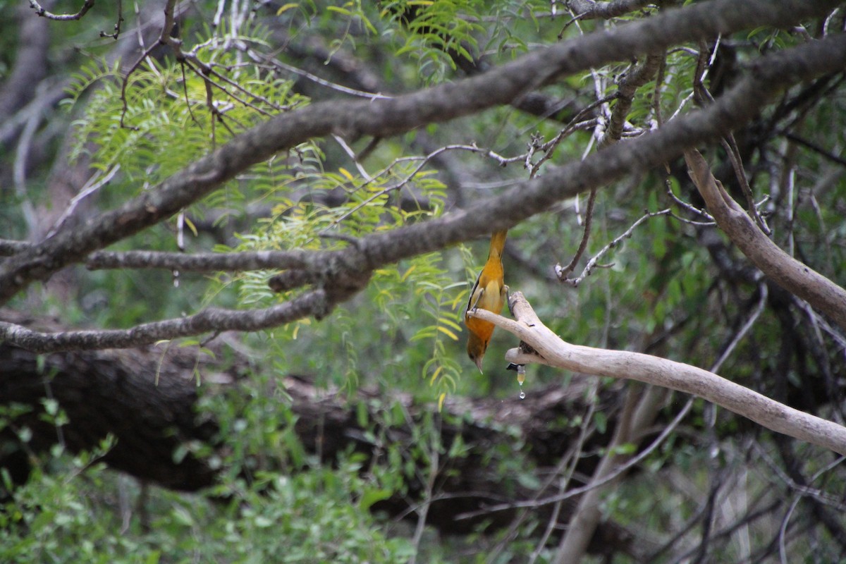 Baltimore Oriole - ML643520005
