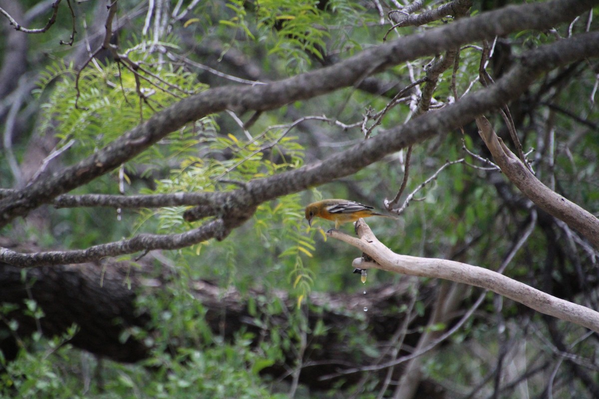 Baltimore Oriole - ML643520006