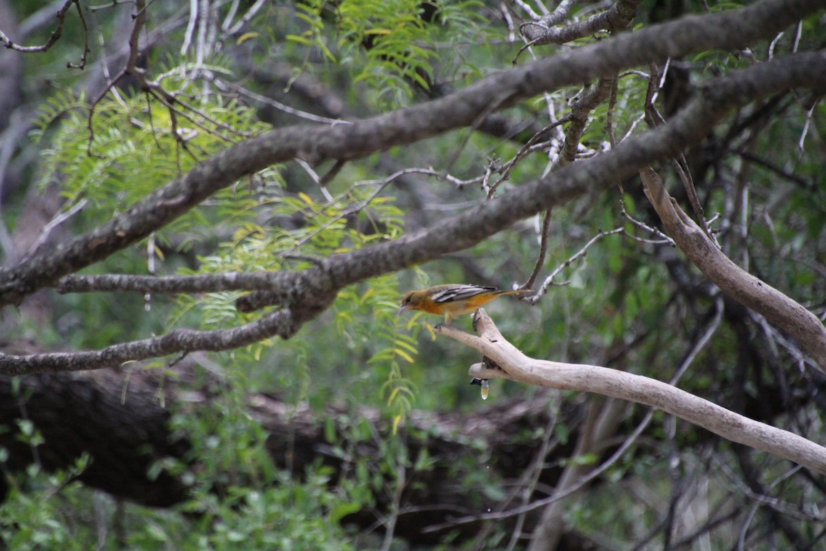 Baltimore Oriole - ML643520009
