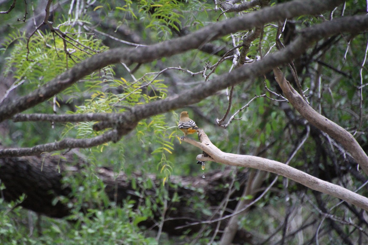 Baltimore Oriole - ML643520010