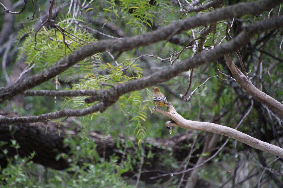 Baltimore Oriole - ML643520011