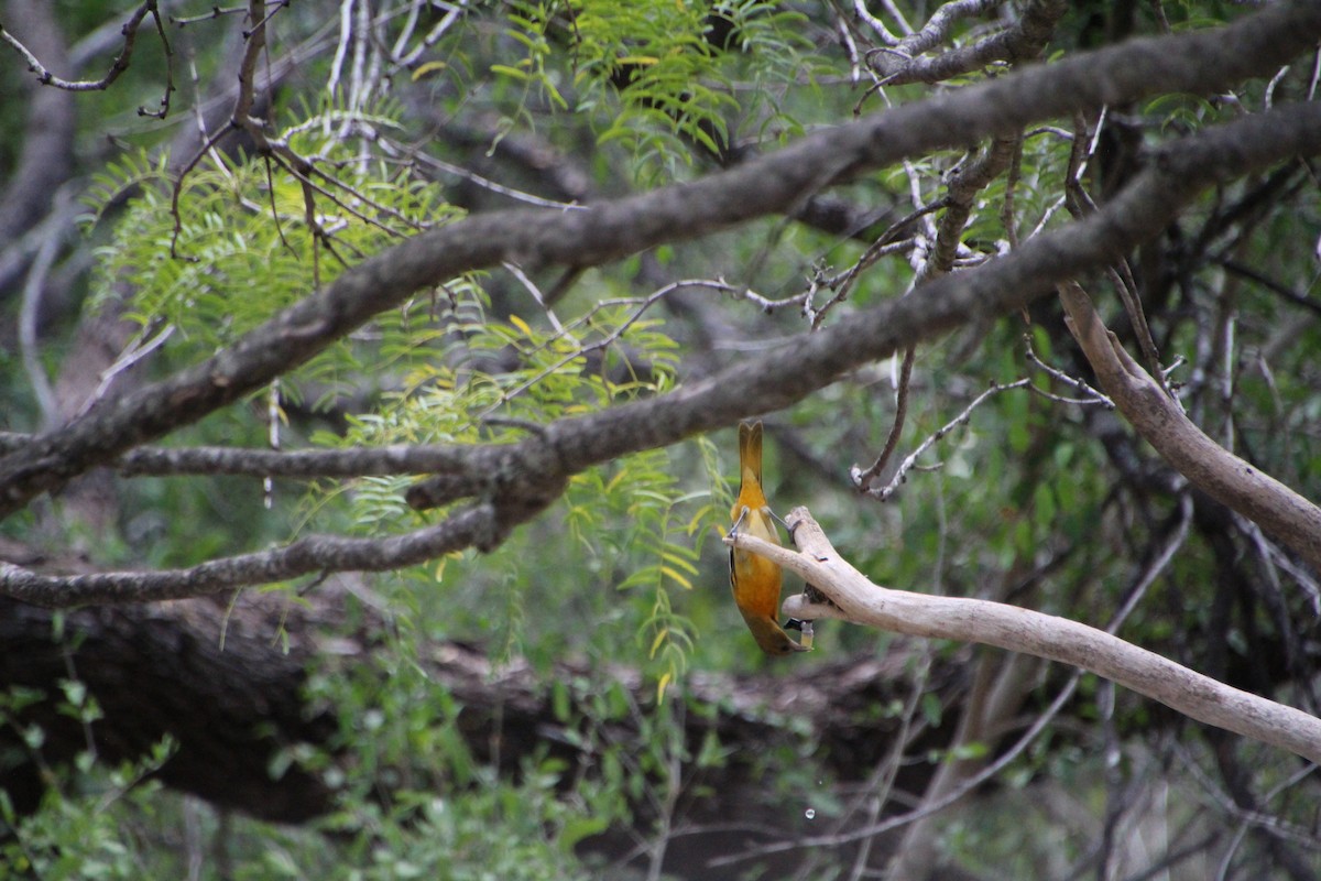 Baltimore Oriole - ML643520013