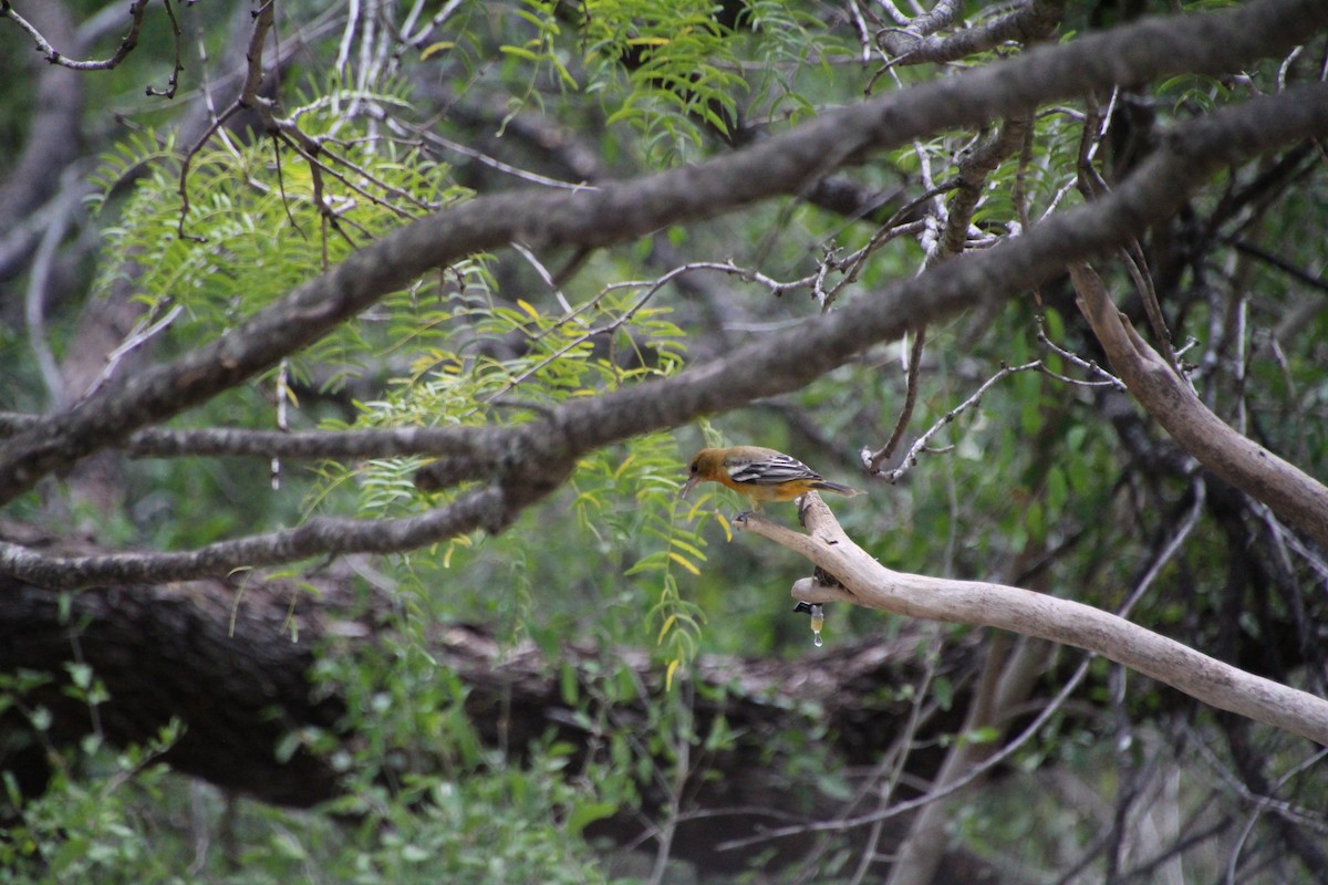 Baltimore Oriole - ML643520014
