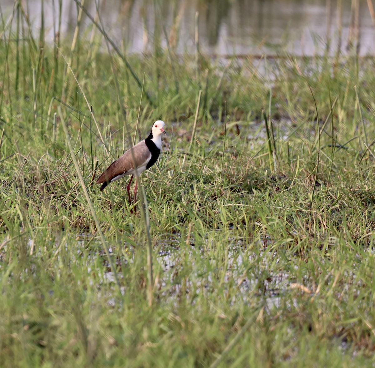 Long-toed Lapwing - ML643520030