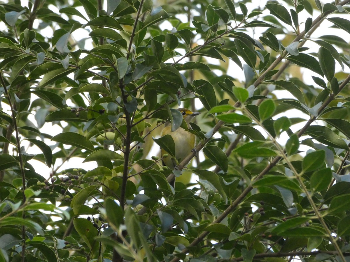 Vireo Ojiblanco - ML643520031