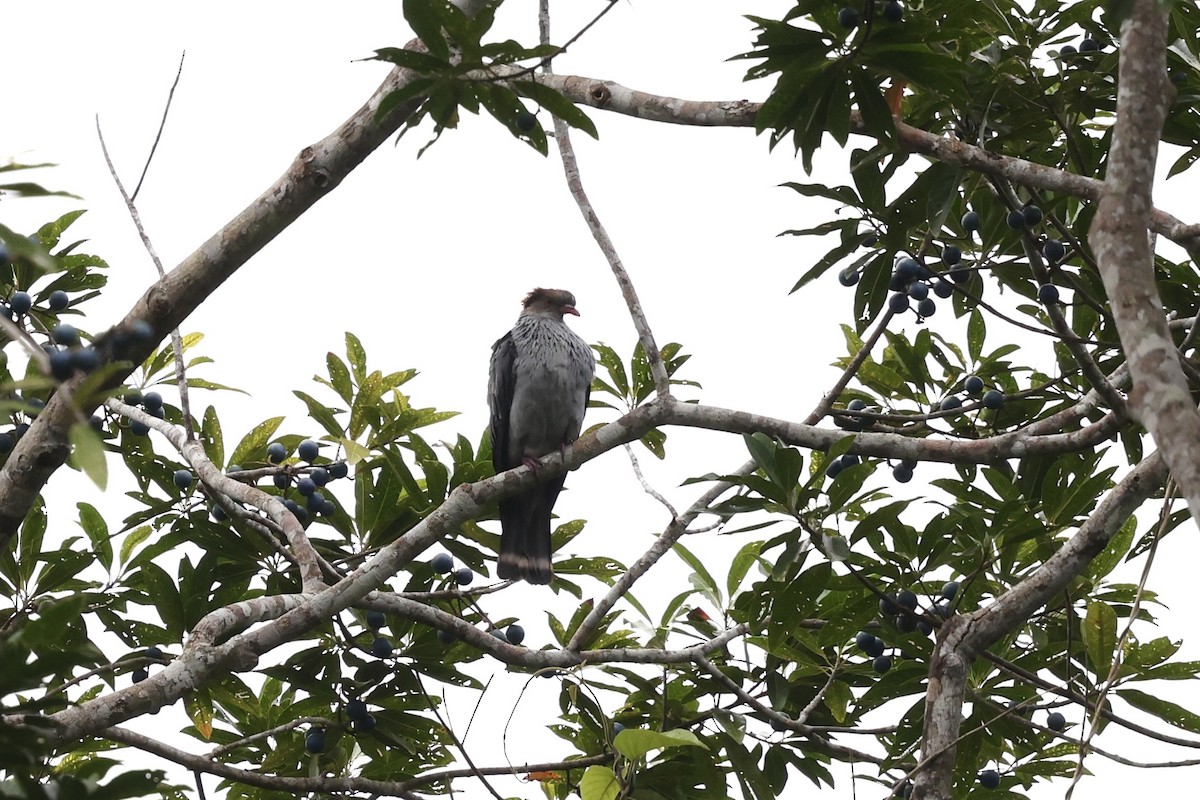 Topknot Pigeon - ML643520033