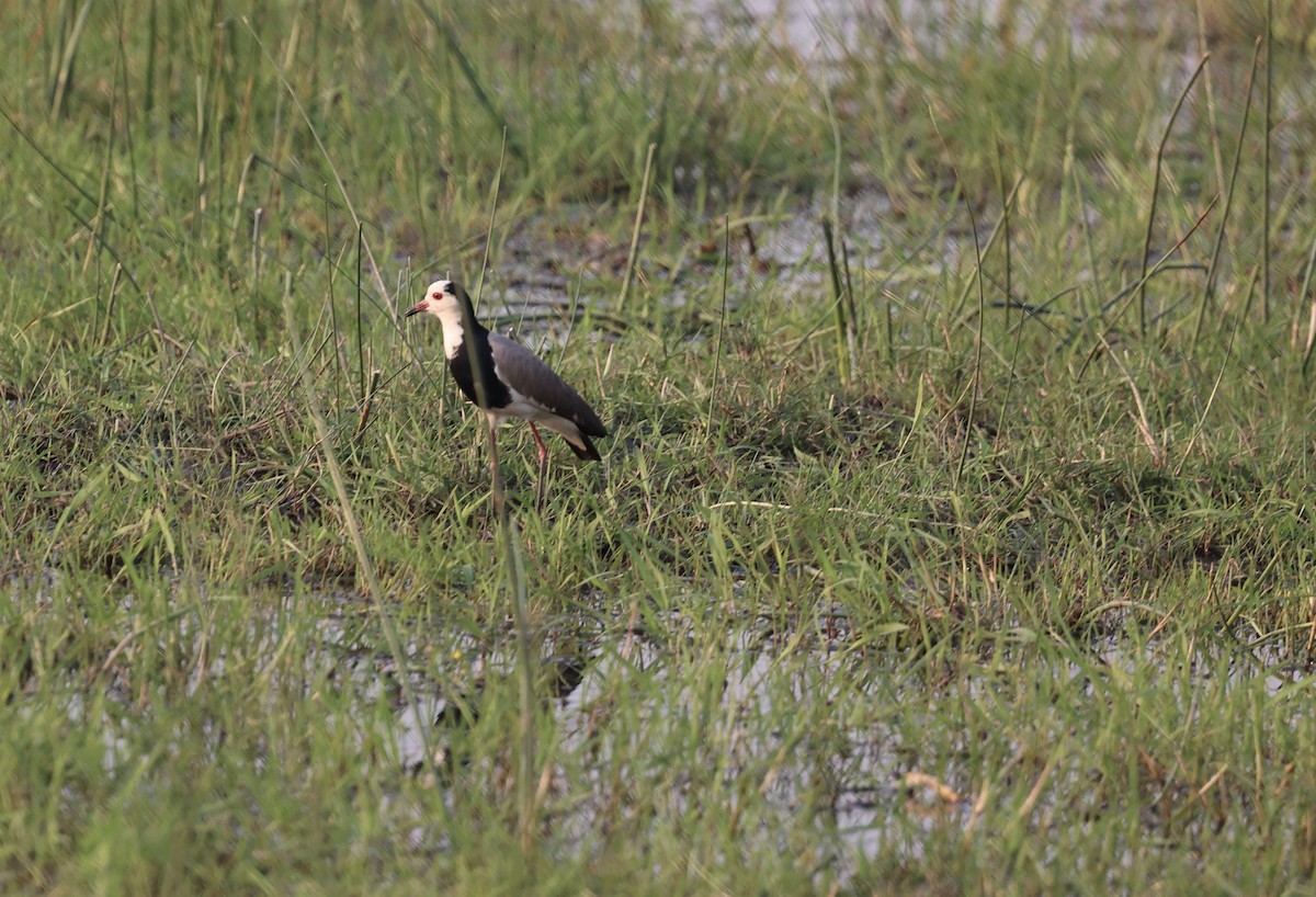 Long-toed Lapwing - ML643520039