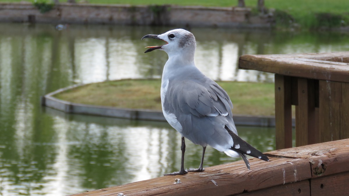 Laughing Gull - ML643520041