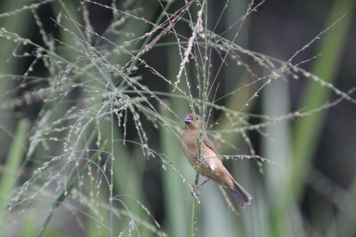Ruddy-breasted Seedeater - ML643520054