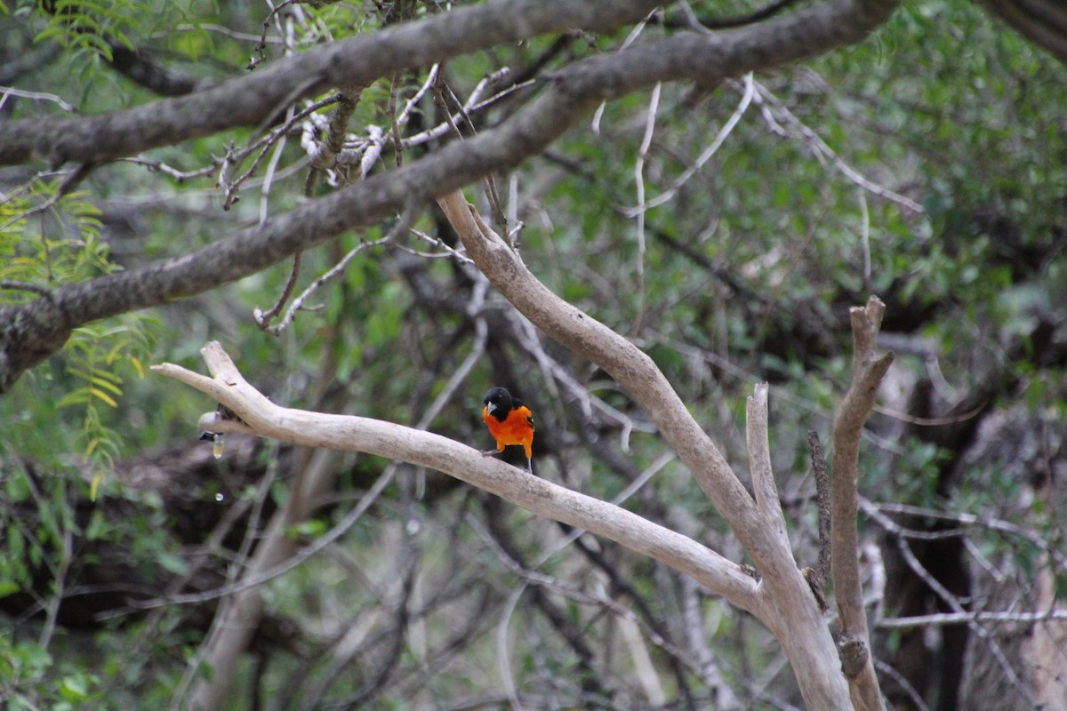 Baltimore Oriole - ML643520055