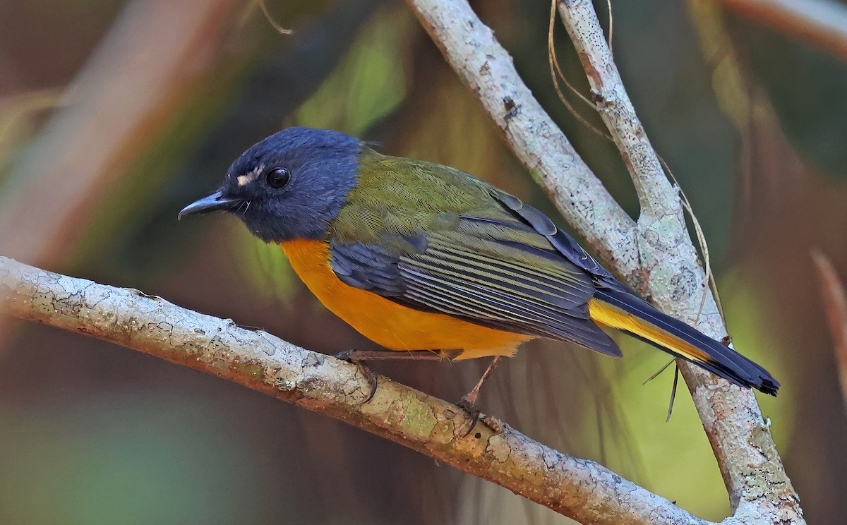 White-starred Robin - ML643520057