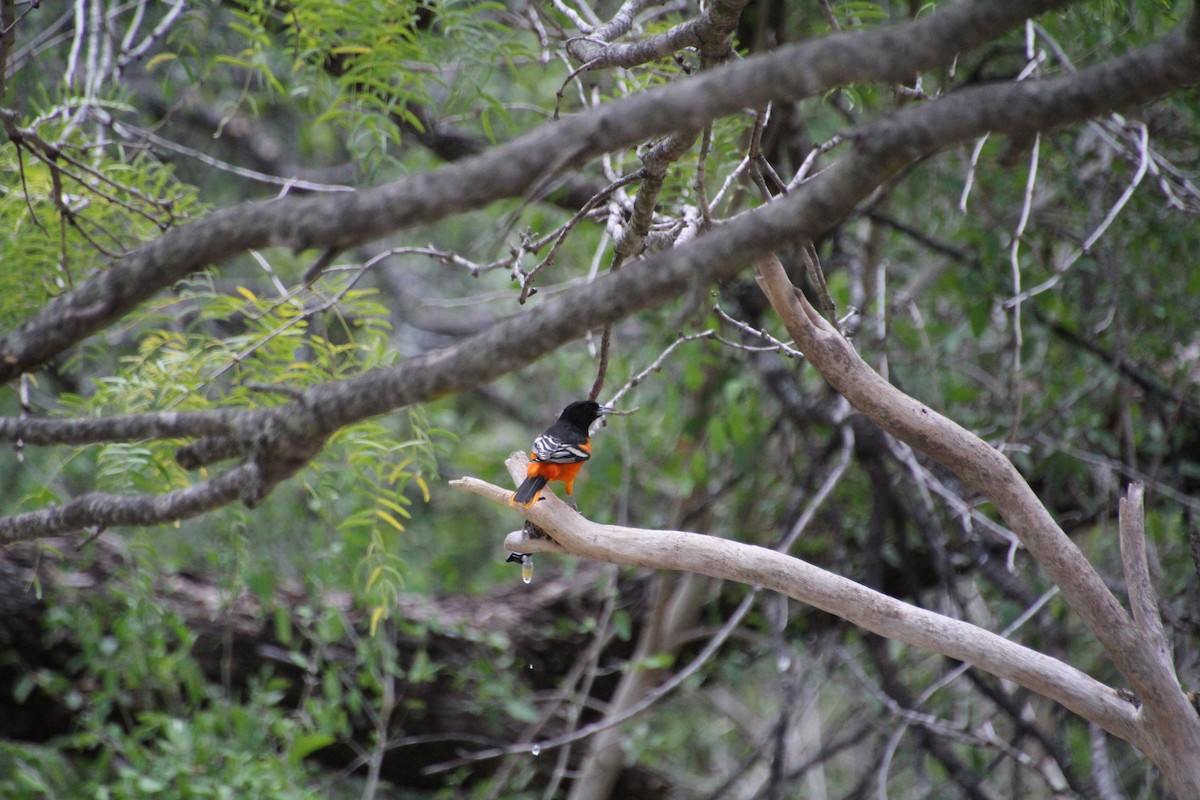 Baltimore Oriole - ML643520058