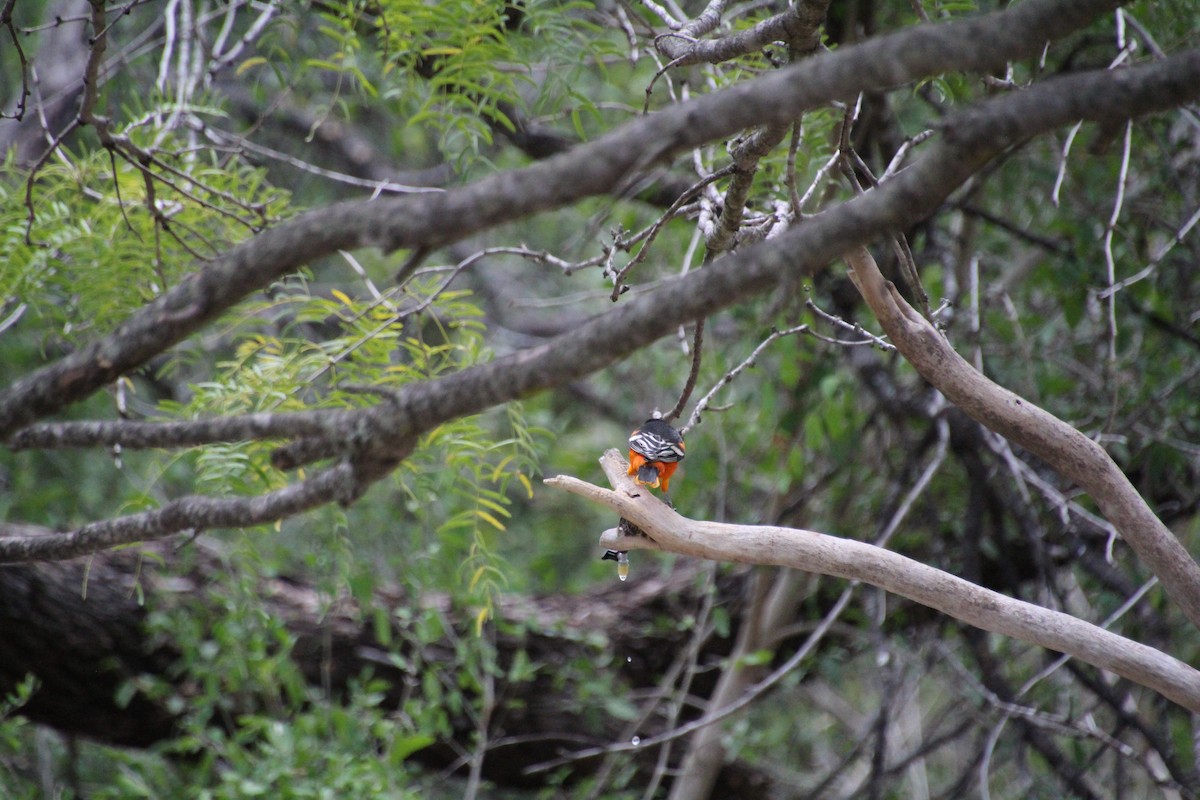 Baltimore Oriole - ML643520059