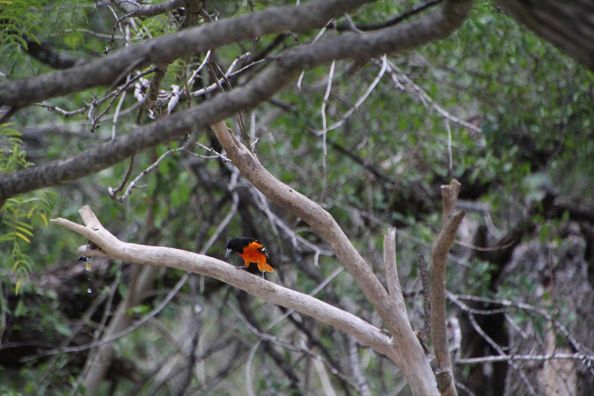 Baltimore Oriole - ML643520060