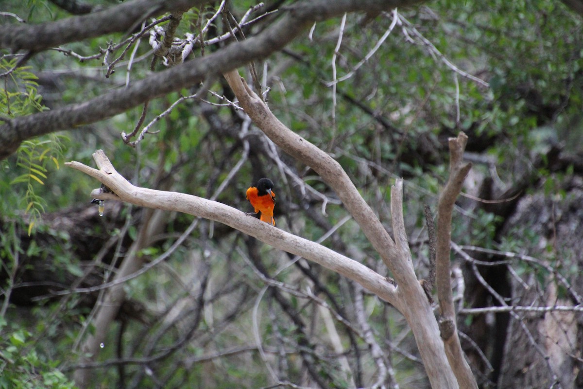 Baltimore Oriole - ML643520061