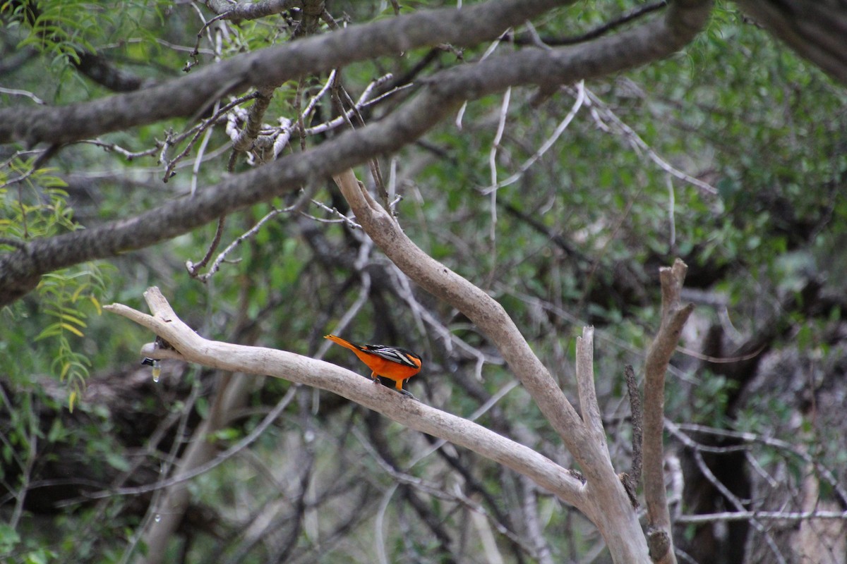 Baltimore Oriole - ML643520063