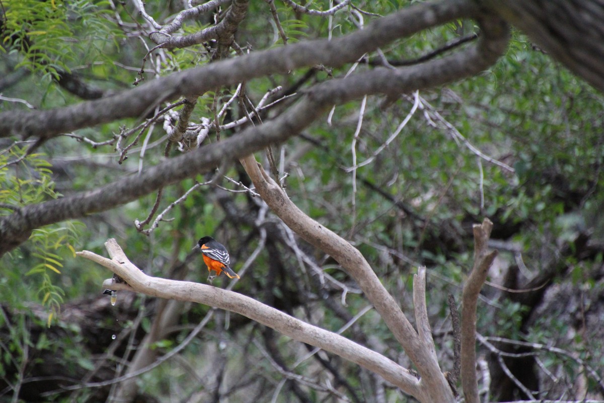 Baltimore Oriole - ML643520064