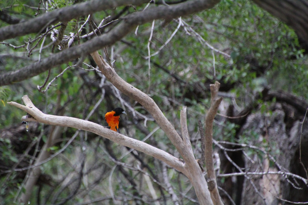 Baltimore Oriole - ML643520065