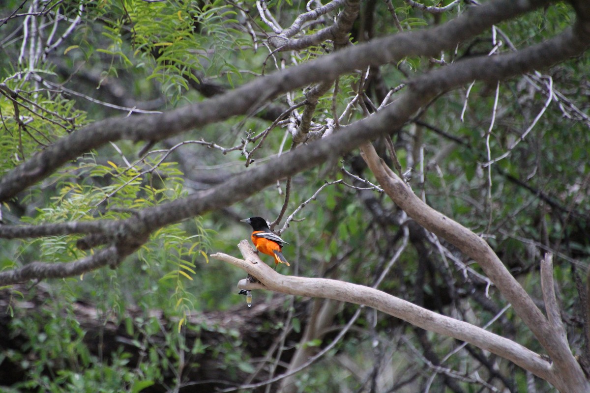 Baltimore Oriole - ML643520066