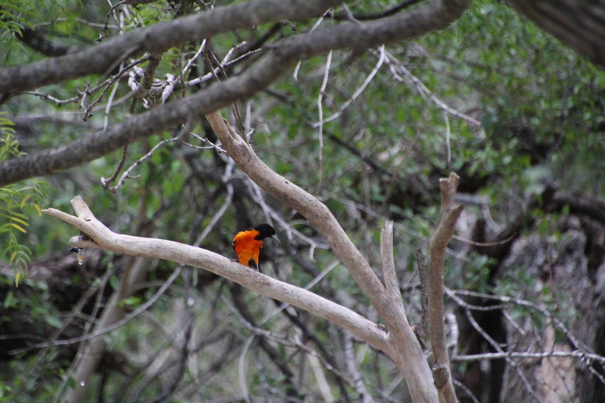 Baltimore Oriole - ML643520067
