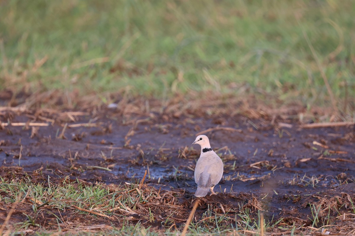 Ring-necked Dove - ML643520072