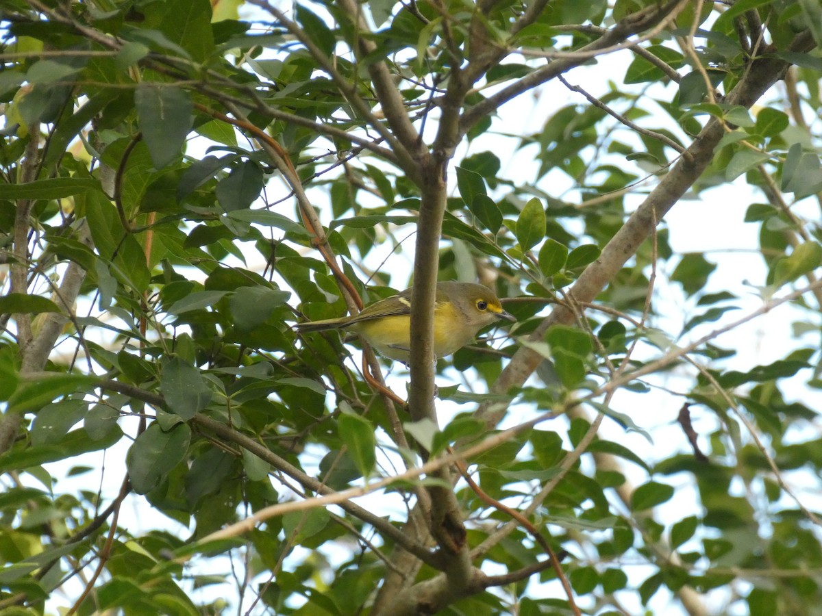 Vireo Ojiblanco - ML643520074