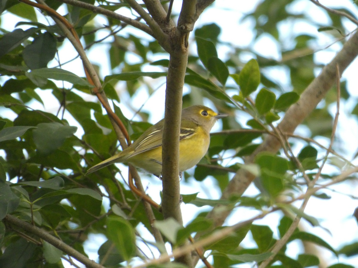 Vireo Ojiblanco - ML643520079