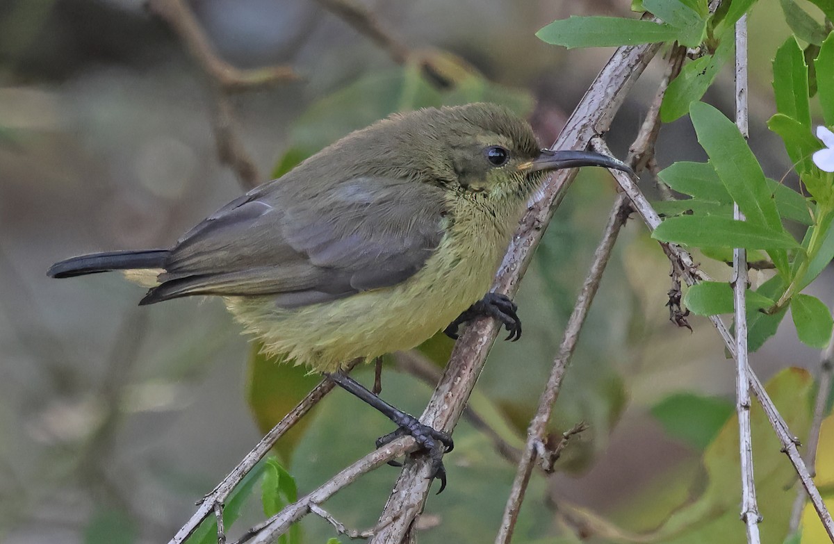 Forest Double-collared Sunbird - ML643520093