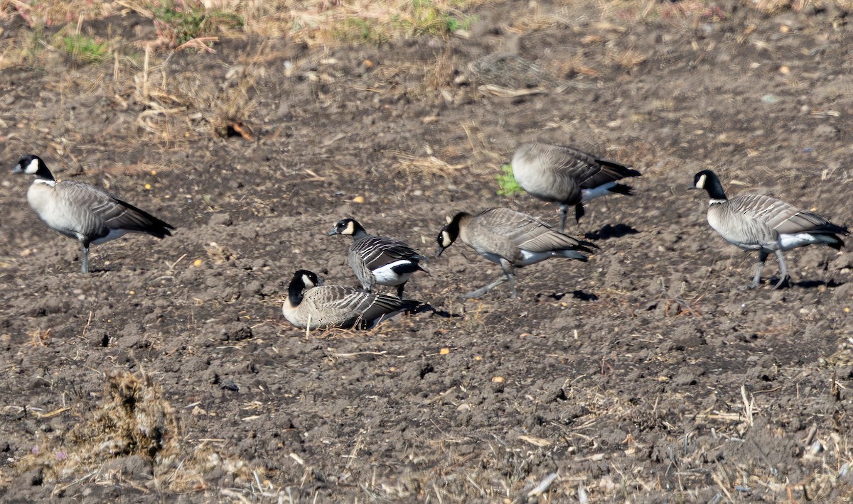 Cackling Goose (minima) - ML643520096