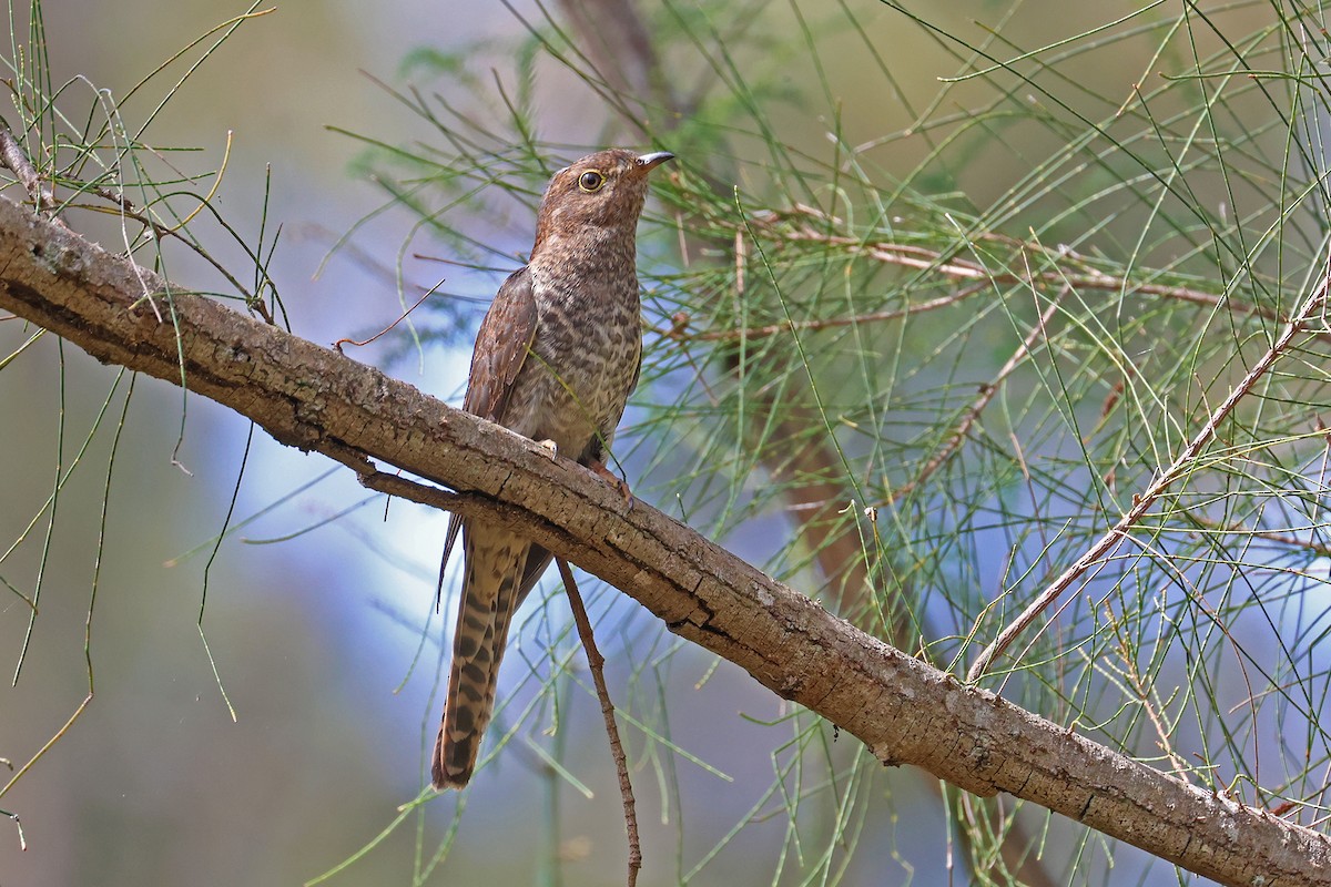 Fan-tailed Cuckoo - ML643520100