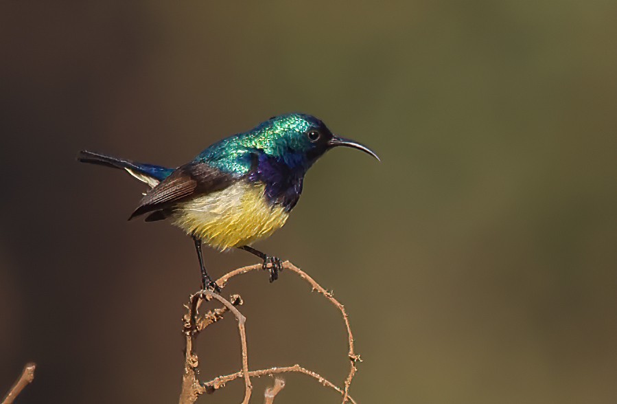 Variable Sunbird - ML643520105