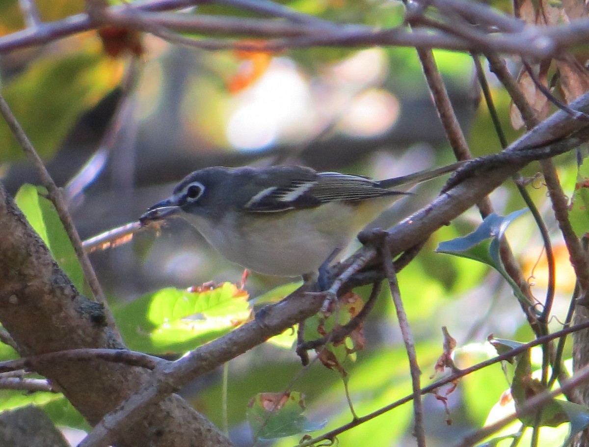 Blue-headed Vireo - ML643520110