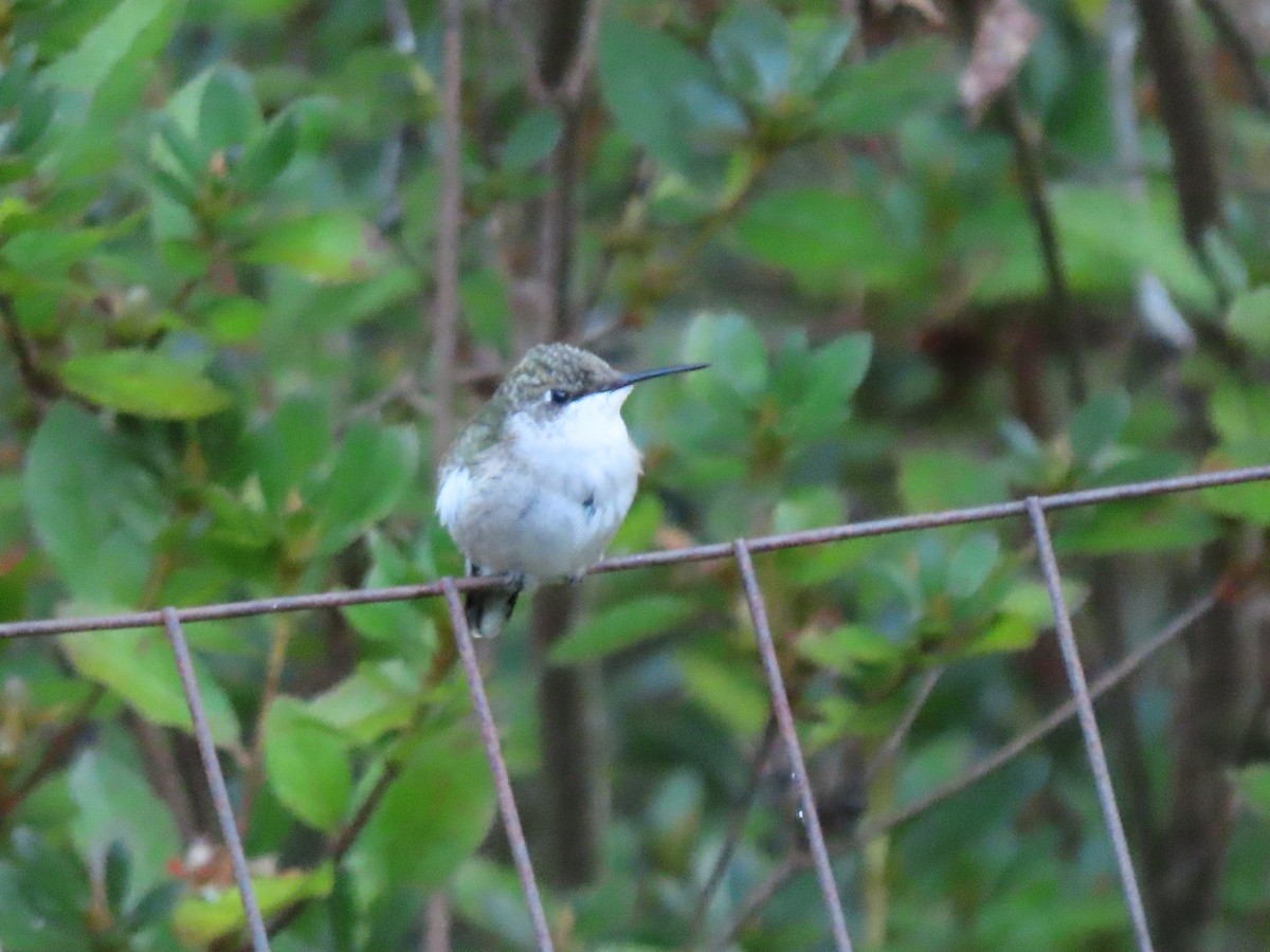 Ruby-throated Hummingbird - ML643520112