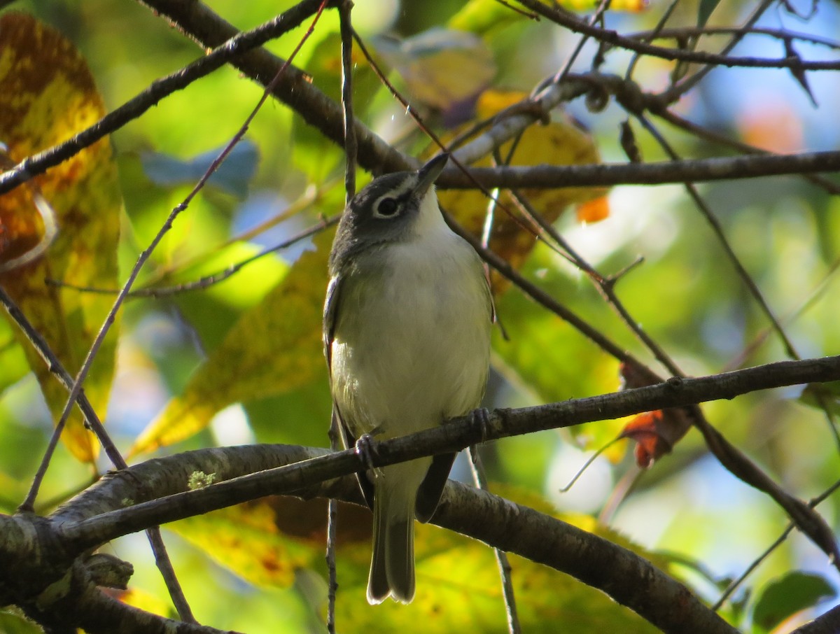 Blue-headed Vireo - ML643520116