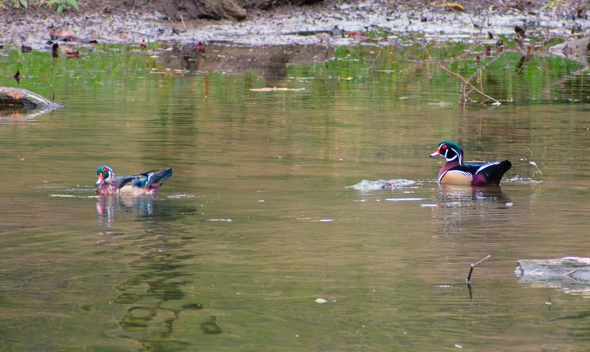 Canard branchu - ML643520123