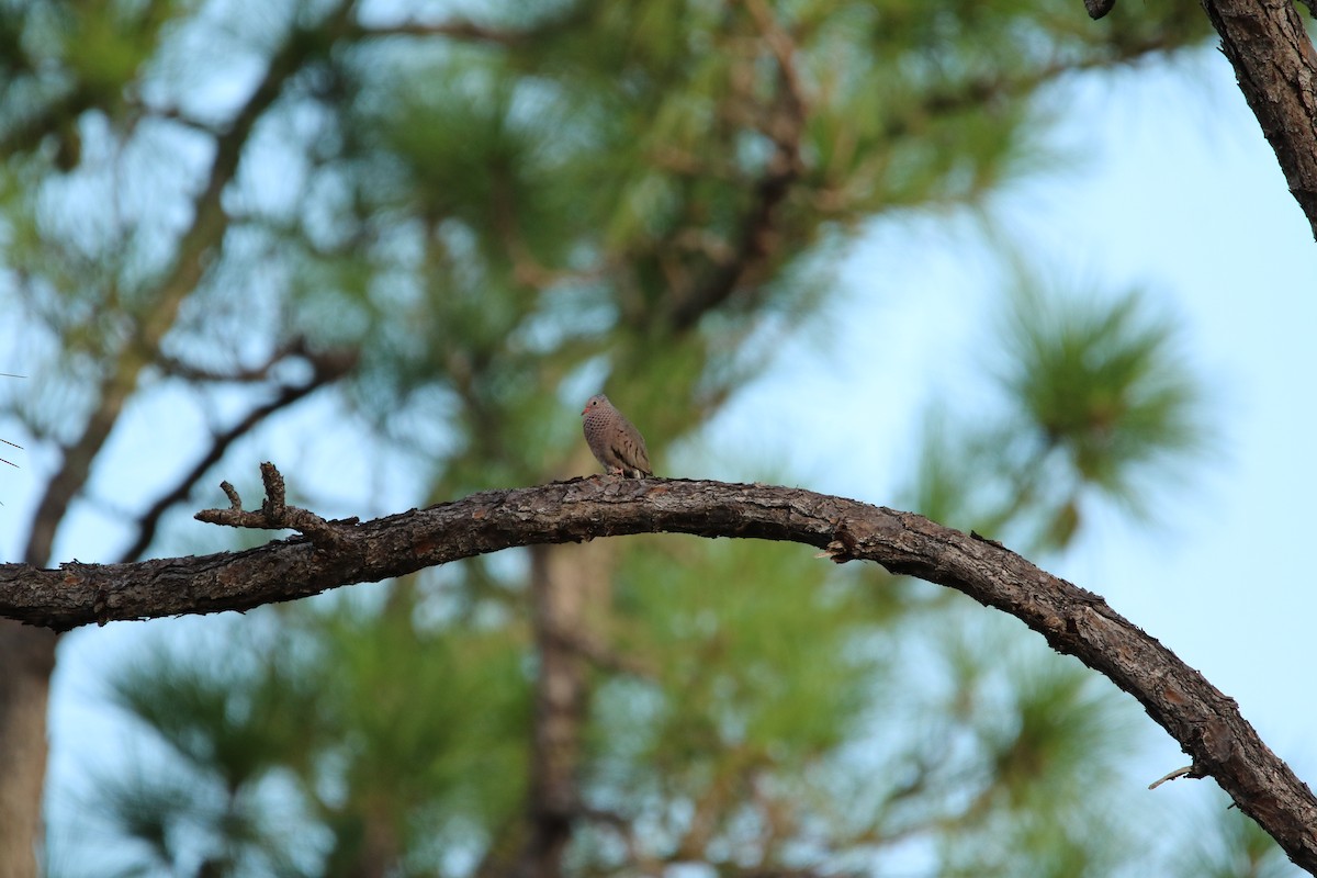 Common Ground Dove - ML643520124