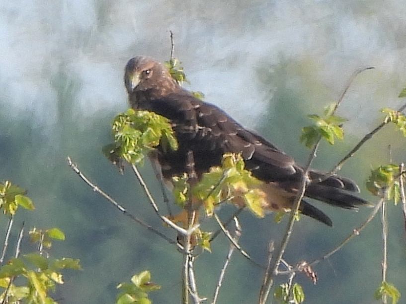 moták severoamerický - ML643520125