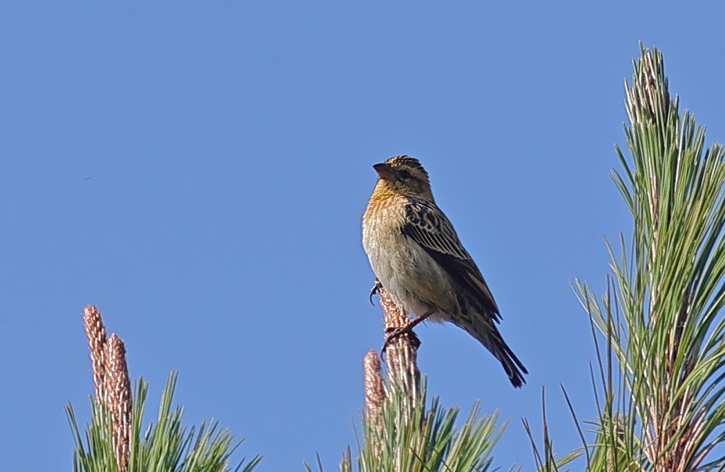 Red-collared Widowbird - ML643520127