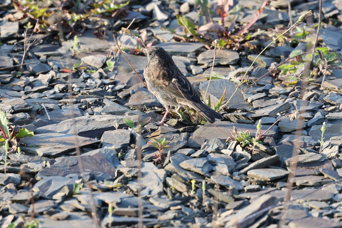 Dark-eyed Junco - ML643520129